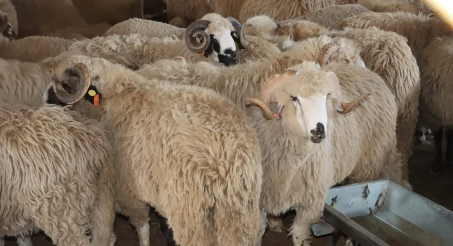 تجاوزات في استيراد أضاحي العيد: 41 متهماً و 13 في الحبس المؤقت
