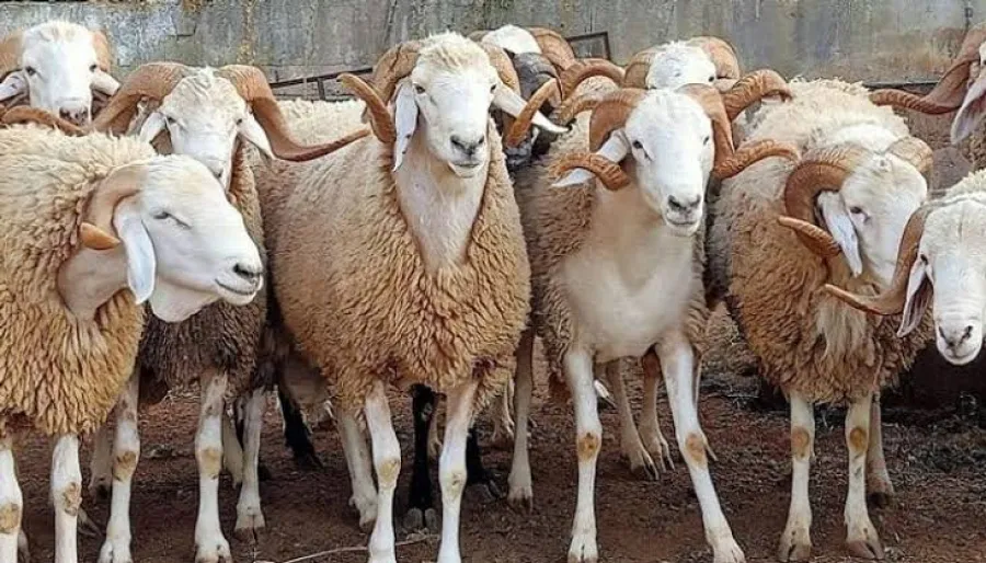 بكل شفافية...هذه حصيلة أضاحي العيد المستوردة المستلمة و التي في الطريق